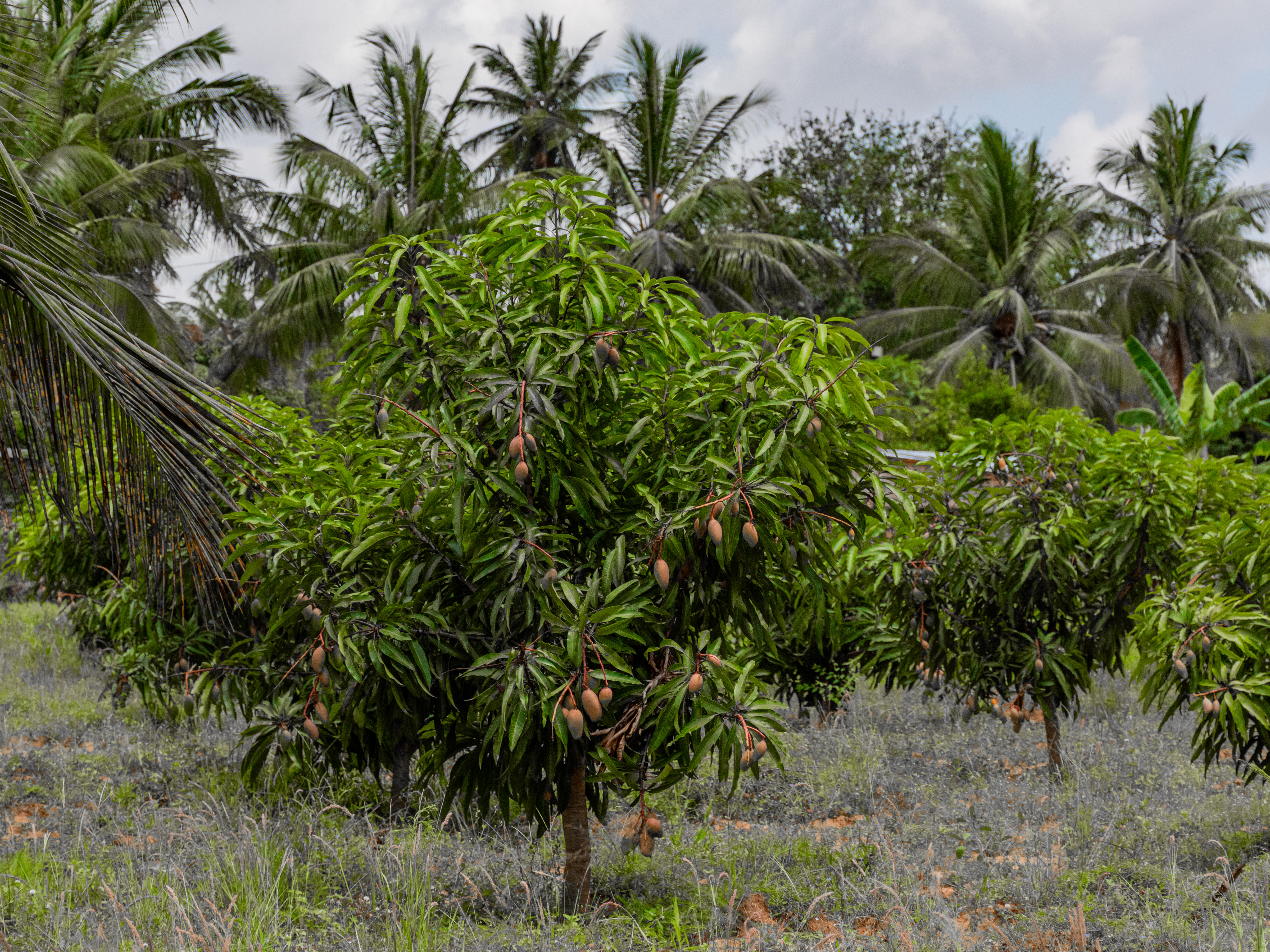 I Buoni Frutti: crescita sostenibile e ambiente per la frutticoltura e l’orticoltura familiare nella Provincia di Inhambane
