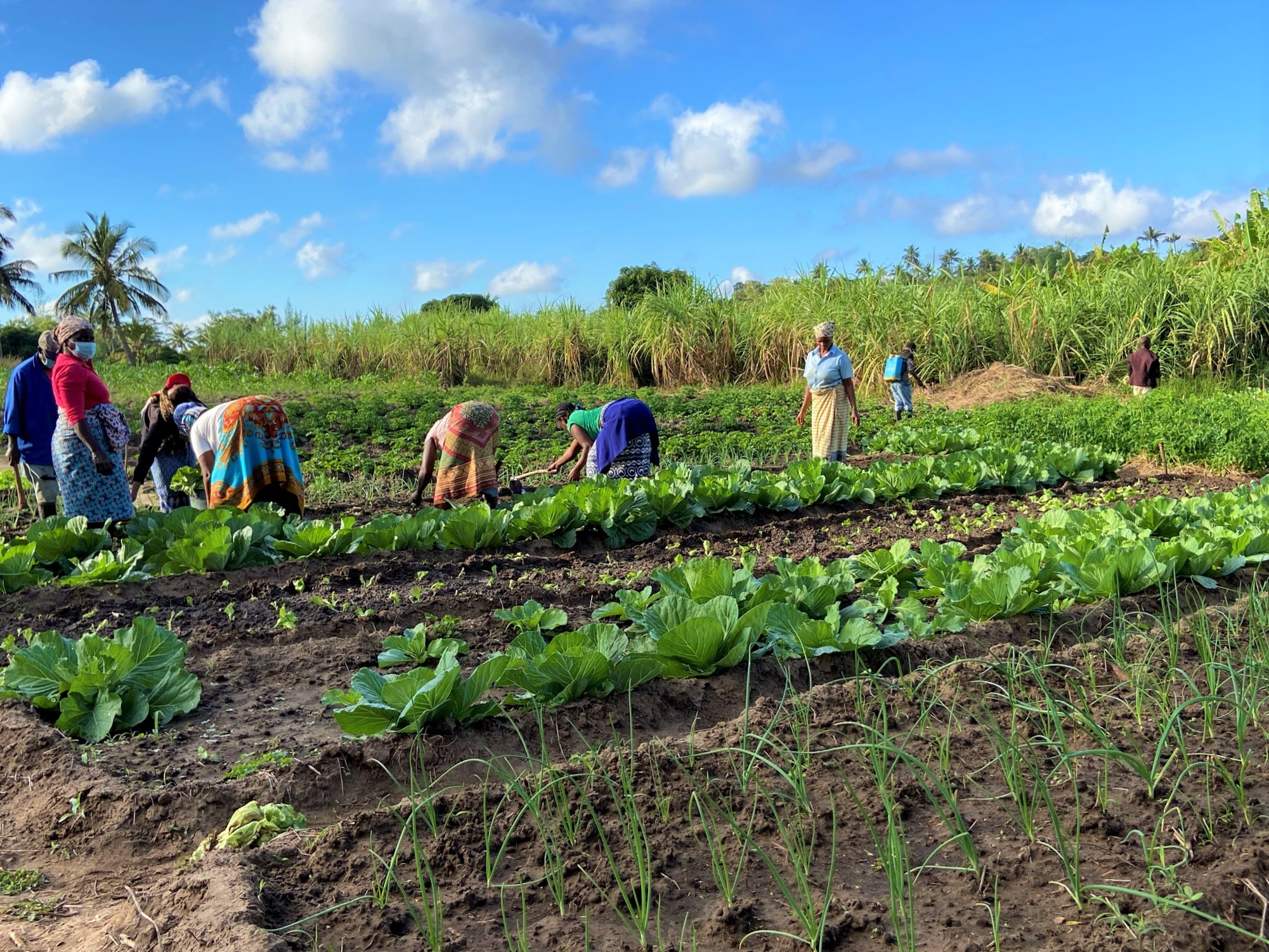 MOZAMBICO - Orticoltura e nutrizione per la sicurezza alimentare delle comunità rurali in Mozambico