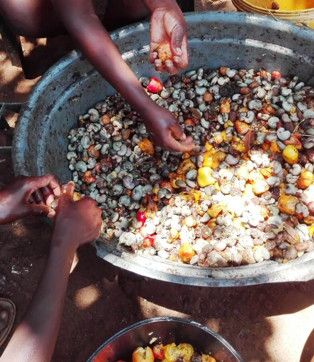 MOZAMBICO - Una pianta in famiglia